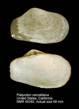 Platyodon cancellatus.jpg - Platyodon cancellatus(Conrad,1837)